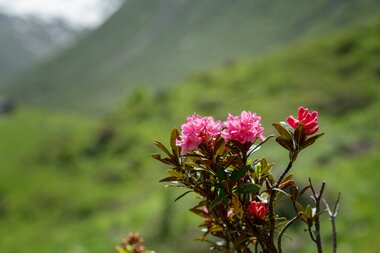 Orgelbilder