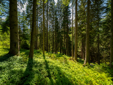 © Stefan Kothenr Photography